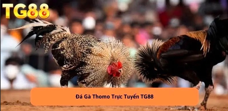 Đá Gà Thomo Trực Tiếp - Trải Nghiệm Không Thể Bỏ Lỡ TG88