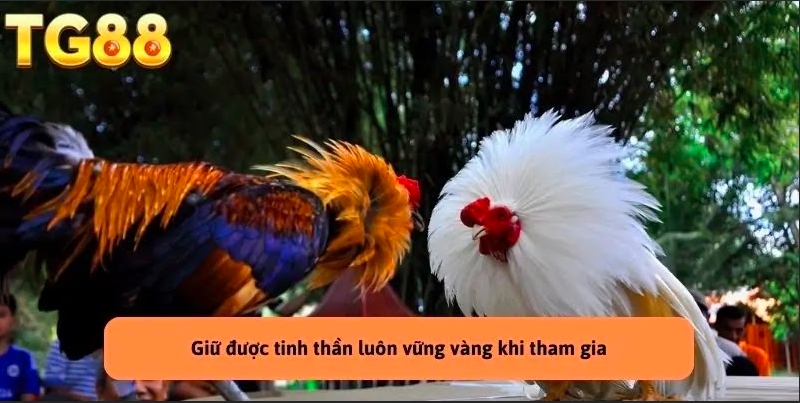 Đá Gà TG88 – Tranh Đấu Chiến Kê Hấp Dẫn, Kèo Cược Hay Mỗi Ngày!
