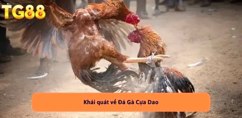 Đá Gà Cựa Dao – Môn Thể Thao Hấp Dẫn Tại Nhà Cái TG88