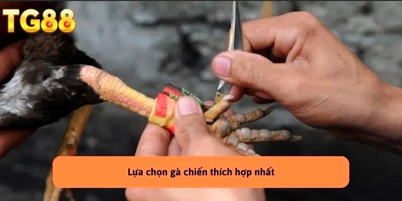 Đá Gà Cựa Dao – Môn Thể Thao Hấp Dẫn Tại Nhà Cái TG88