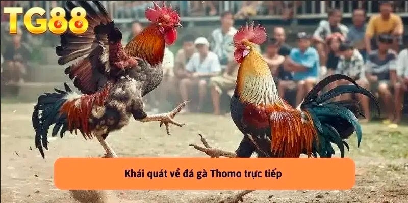 Đá Gà Thomo Trực Tiếp - Trải Nghiệm Không Thể Bỏ Lỡ TG88