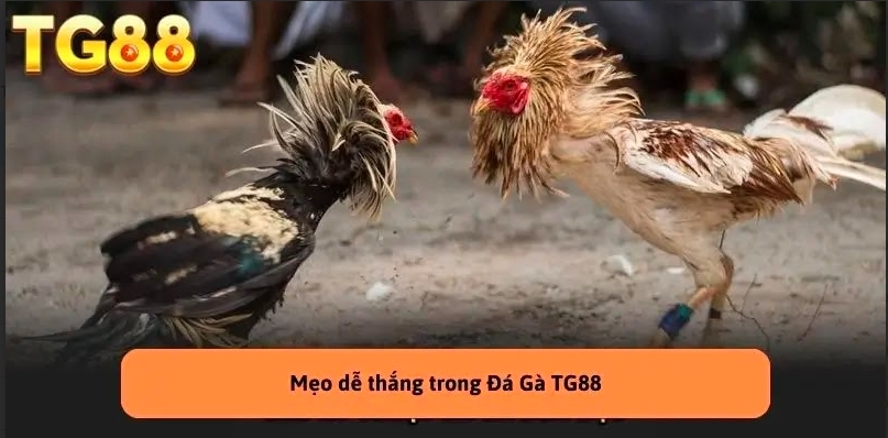 Đá Gà TG88 – Tranh Đấu Chiến Kê Hấp Dẫn, Kèo Cược Hay Mỗi Ngày!