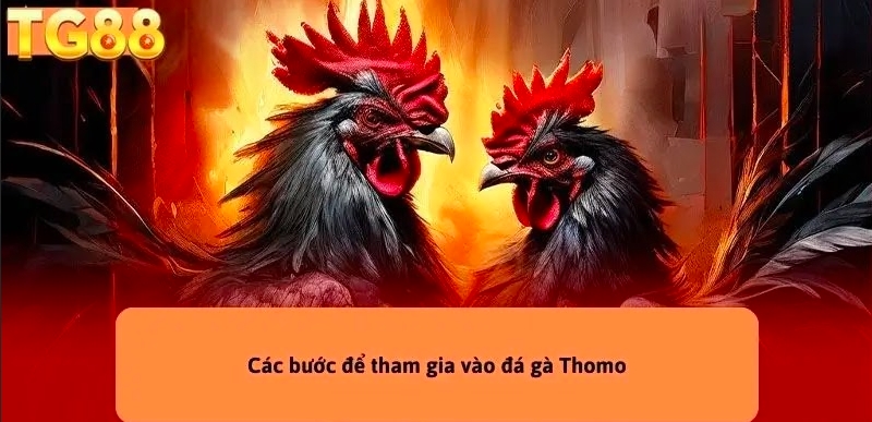 Đá Gà Thomo Trực Tiếp - Trải Nghiệm Không Thể Bỏ Lỡ TG88