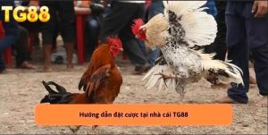 Đá Gà TG88 – Tranh Đấu Chiến Kê Hấp Dẫn, Kèo Cược Hay Mỗi Ngày!