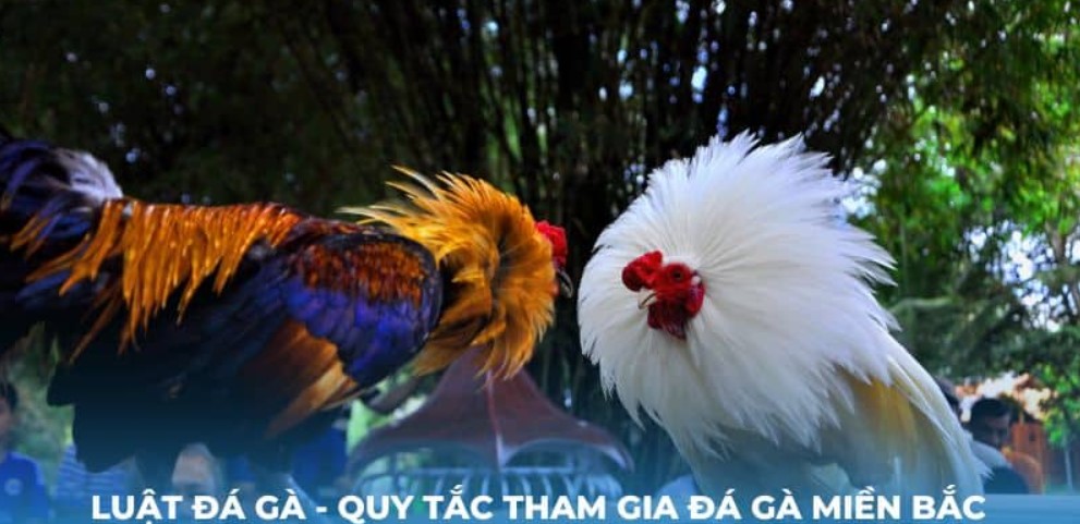 Tìm hiểu chi tiết về luật đá gà cơ bản của nhà cái TG88