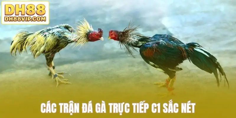 Trực Tiếp Đá Gà C1 Tái Hiện Trọn Vẹn Đấu Trường Lớn Tại DH88