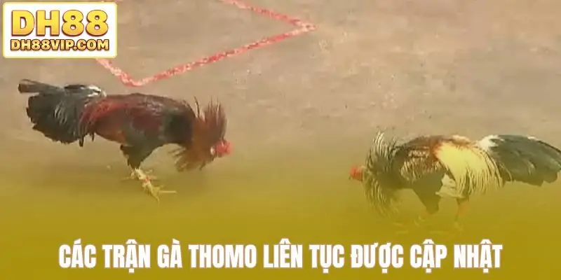 Live Đá Gà Thomo Sắc Nét - Những Trận Đấu Kịch Tính Tại DH88