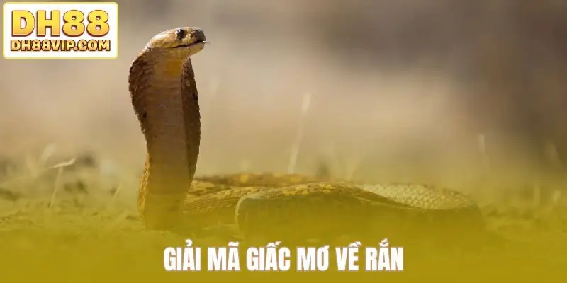 Giải Mã Giấc Mơ - Khám Phá Bí Ẩn Trong Mỗi Chiêm Bao Từ DH88