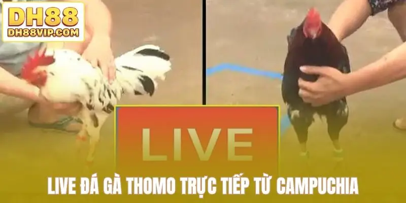 Live Đá Gà Thomo Sắc Nét - Những Trận Đấu Kịch Tính Tại DH88