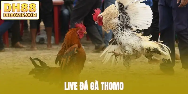 Luật Đá Gà Cựa Dao - Hướng Dẫn Đầy Đủ Từ Chọn Cựa Đến Kèo Đá