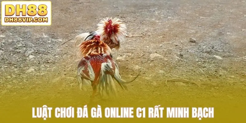 Trực Tiếp Đá Gà C1 Tái Hiện Trọn Vẹn Đấu Trường Lớn Tại DH88