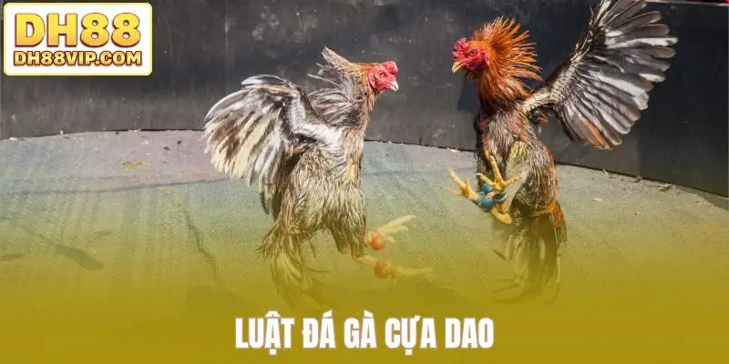 Live Đá Gà Thomo Sắc Nét - Những Trận Đấu Kịch Tính Tại DH88