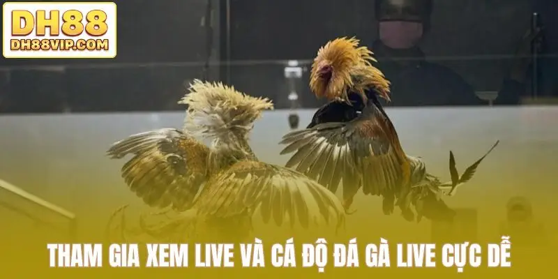 Live Đá Gà Thomo Sắc Nét - Những Trận Đấu Kịch Tính Tại DH88