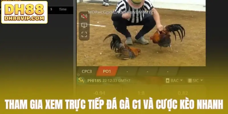 Trực Tiếp Đá Gà C1 Tái Hiện Trọn Vẹn Đấu Trường Lớn Tại DH88