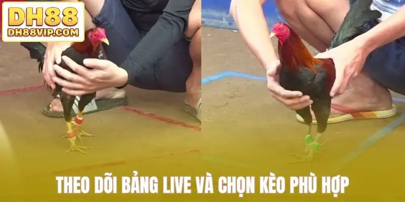 Live Đá Gà Thomo Sắc Nét - Những Trận Đấu Kịch Tính Tại DH88