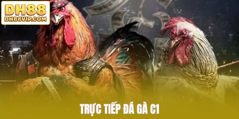 Live Đá Gà Thomo Sắc Nét - Những Trận Đấu Kịch Tính Tại DH88