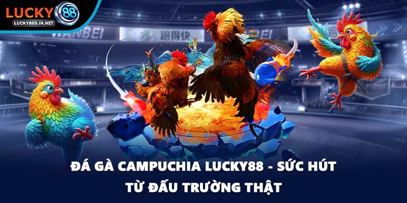 Đá Gà Chọi - Luật Đấu Và Cách Theo Dõi Kèo Dễ Hiểu