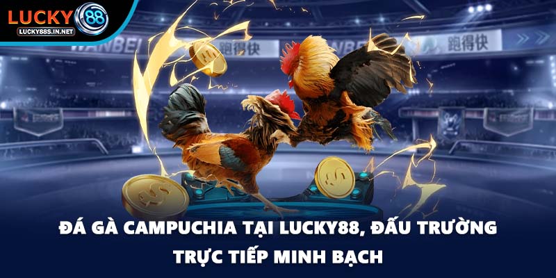 Đá Gà Campuchia Lucky88 - Sức Hút Từ Đấu Trường Thật