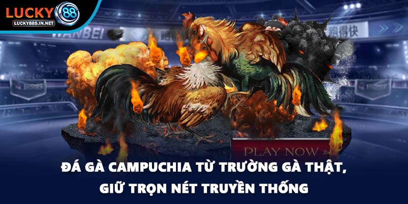 Đá Gà Campuchia Lucky88 - Sức Hút Từ Đấu Trường Thật