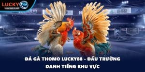 Đá Gà Lucky88 – Trường Gà Trực Tuyến Uy Tín Hàng Đầu