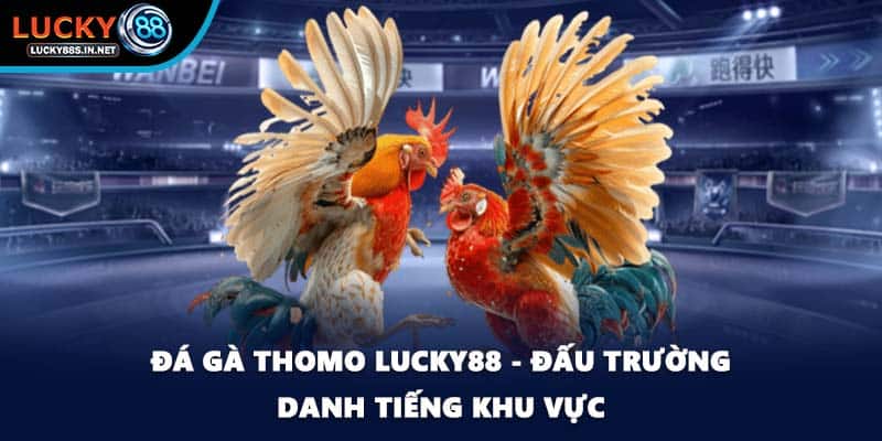 Đá Gà Campuchia Lucky88 - Sức Hút Từ Đấu Trường Thật