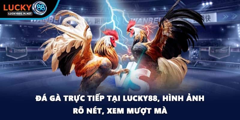 Đá gà trực tiếp - Xem Thật Chơi Thật Tại Nhà Cái Lucky88