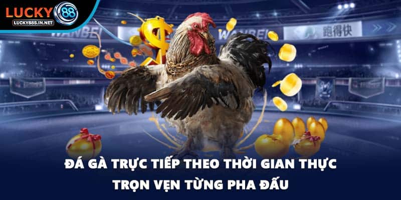 Đá gà trực tiếp - Xem Thật Chơi Thật Tại Nhà Cái Lucky88