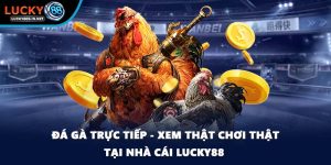 Đá Gà Lucky88 – Trường Gà Trực Tuyến Uy Tín Hàng Đầu