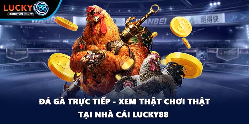 Đá Gà Campuchia Lucky88 - Sức Hút Từ Đấu Trường Thật