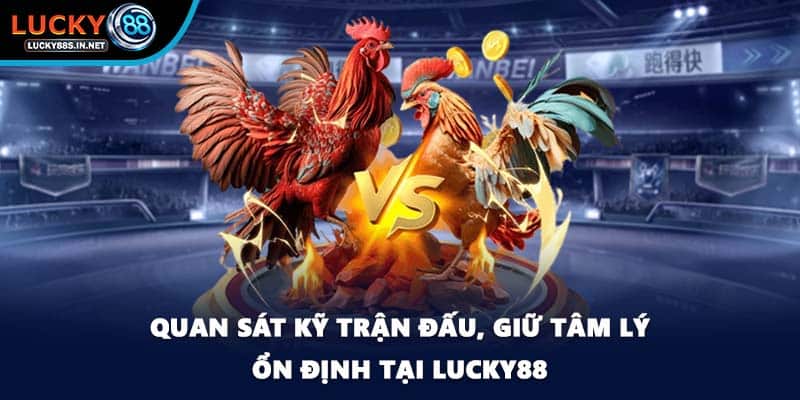 Đá gà Thomo Lucky88 - Đấu Trường Danh Tiếng Khu Vực