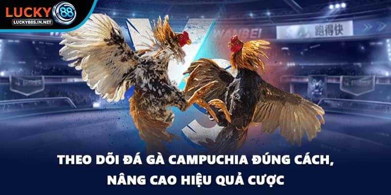 Đá Gà Campuchia Lucky88 - Sức Hút Từ Đấu Trường Thật