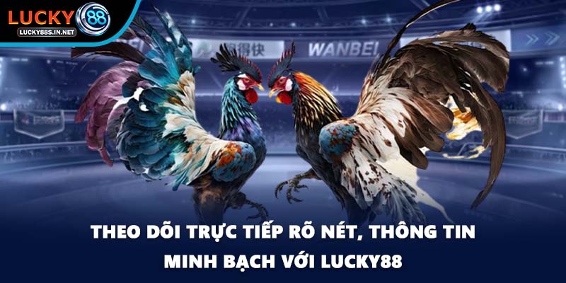 Đá gà Thomo Lucky88 - Đấu Trường Danh Tiếng Khu Vực