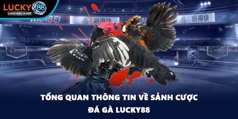 Đá Gà Lucky88 – Trường Gà Trực Tuyến Uy Tín Hàng Đầu