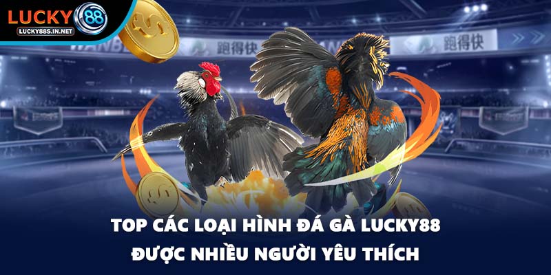 Đá Gà Lucky88 – Trường Gà Trực Tuyến Uy Tín Hàng Đầu