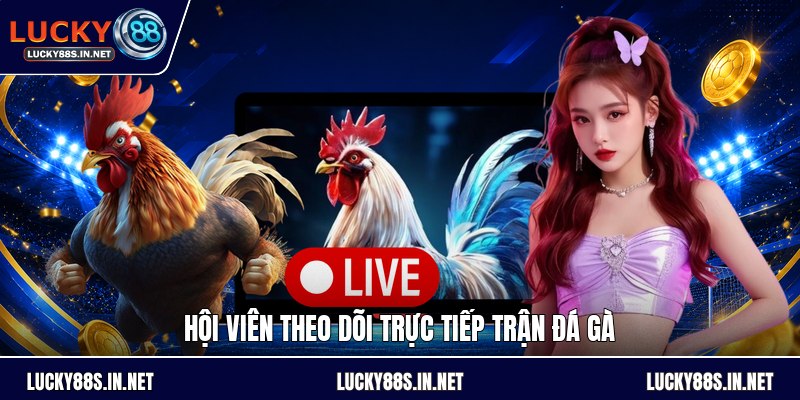 Trực Tiếp Trận Đá Gà - Theo Dõi Nguồn Phát Hợp Pháp