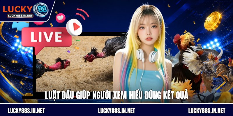 Đá Gà Chọi - Luật Đấu Và Cách Theo Dõi Kèo Dễ Hiểu